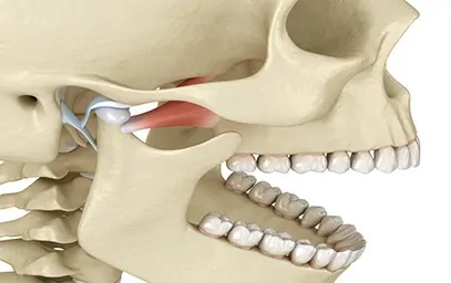 Anatomy of the temporomandibular joint showing condyle and disc